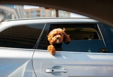 puppy in car