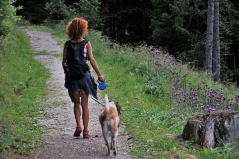 dog on a walk