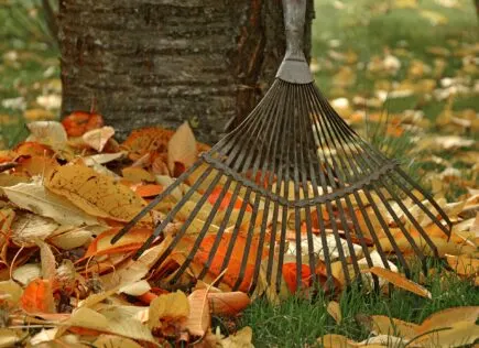 raking leaves; thankfulness and giving