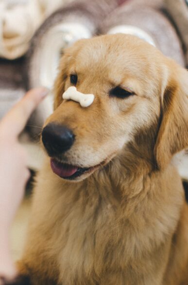 A dog with a small dog bone biscuit sitting on his nose.