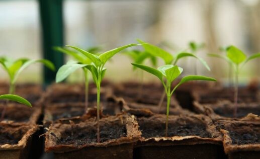 starter plants