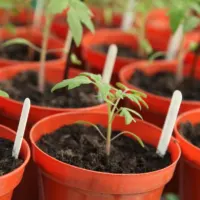 tomato plants