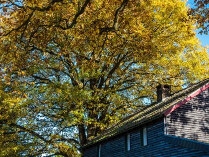 house with fall leaves; House and Yard for Fall and Winter