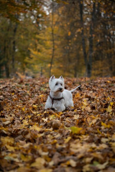 A dog standing in the middle of leaves.