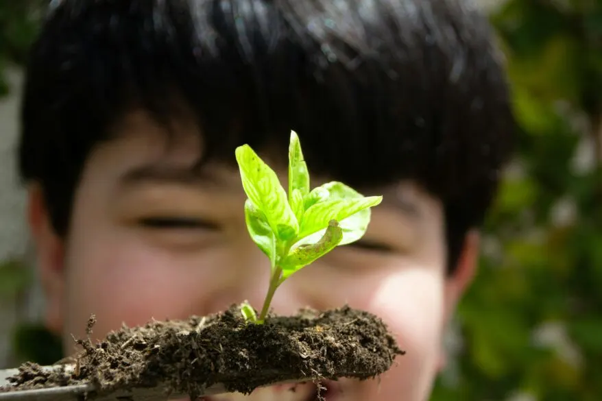  A close up of a boy looking at a tiny green plant growing in some dirt.