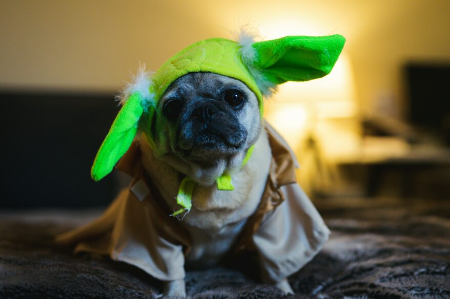 A dog wearing a Yoda costume.